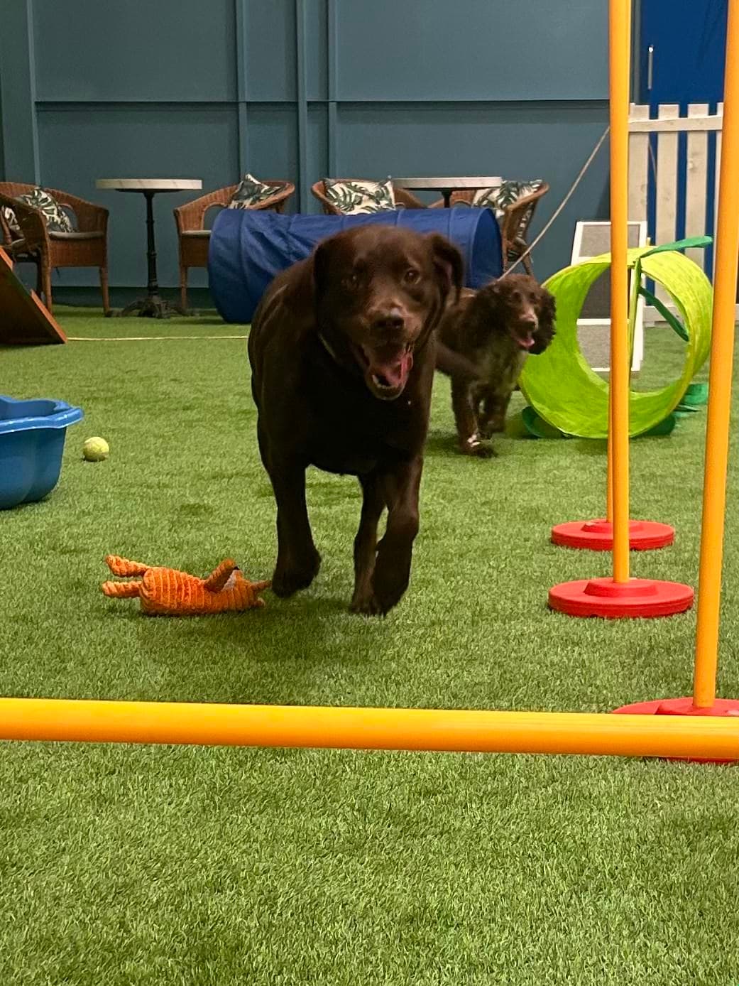 Happy Houndzzz dog 1