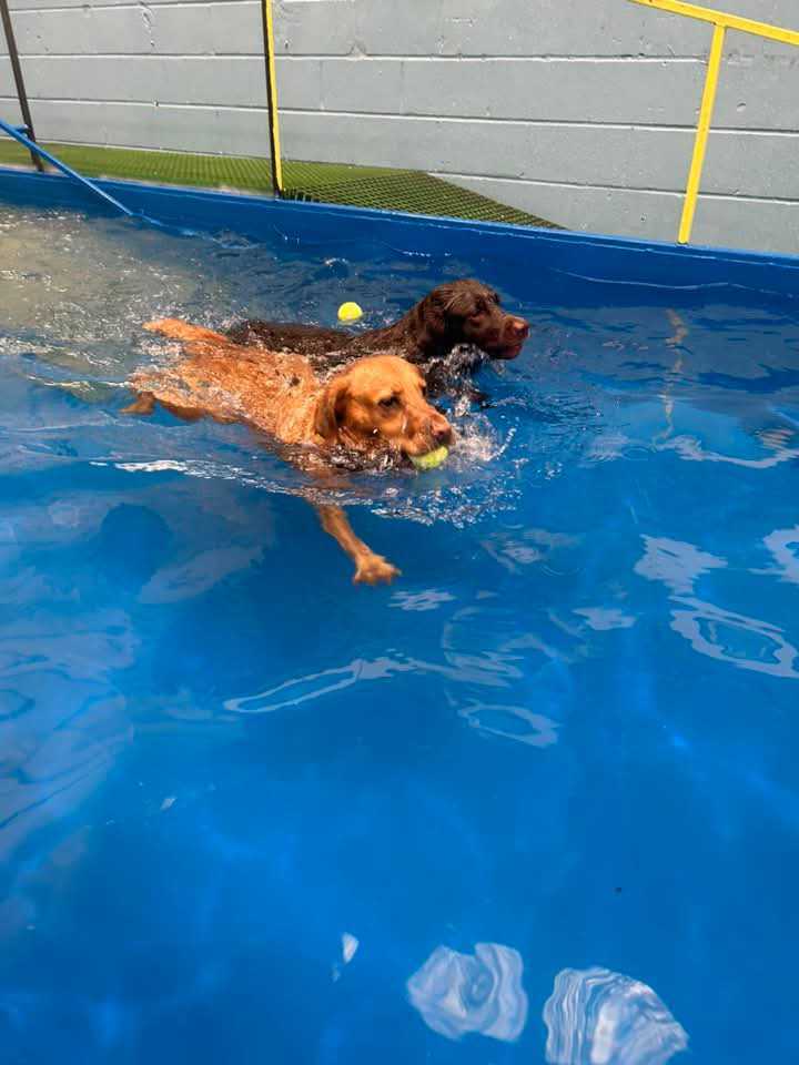 Happy Houndzzz dog 10