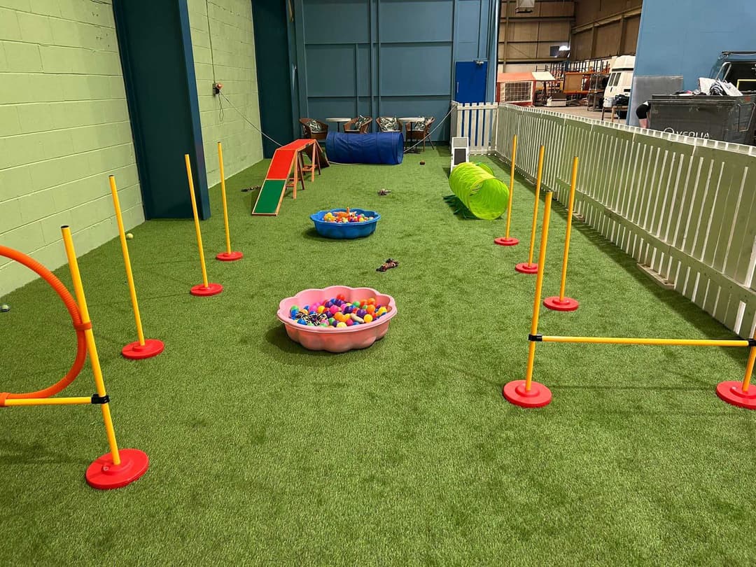 Happy Houndzzz dog 11