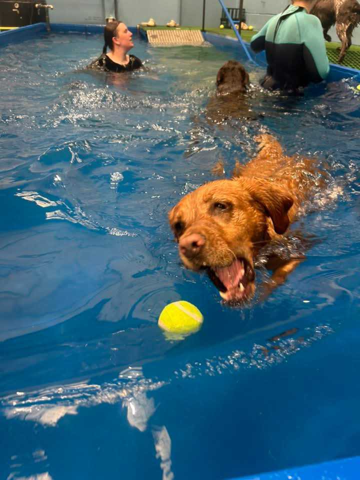 Happy Houndzzz dog 12