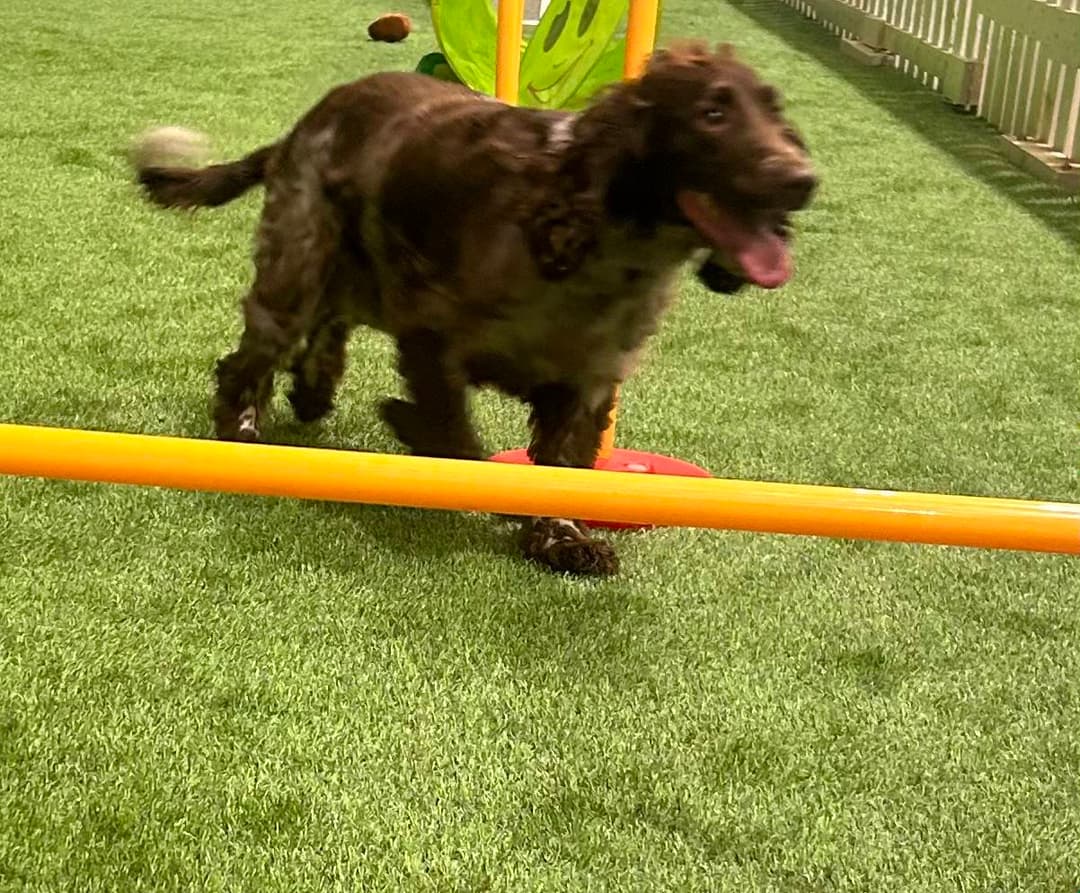 Happy Houndzzz dog 2