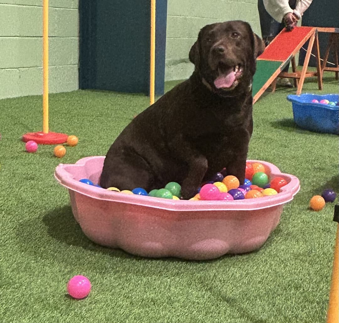 Happy Houndzzz dog 3