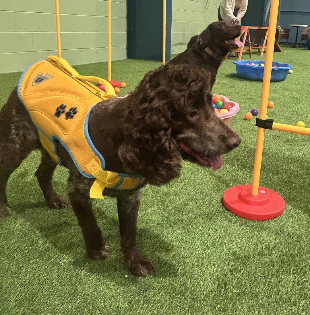 Happy Houndzzz dog 4