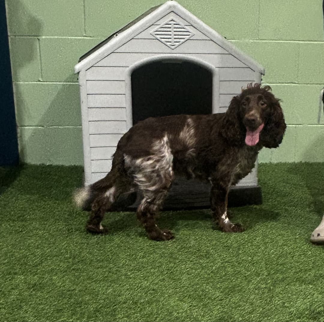 Happy Houndzzz dog 5