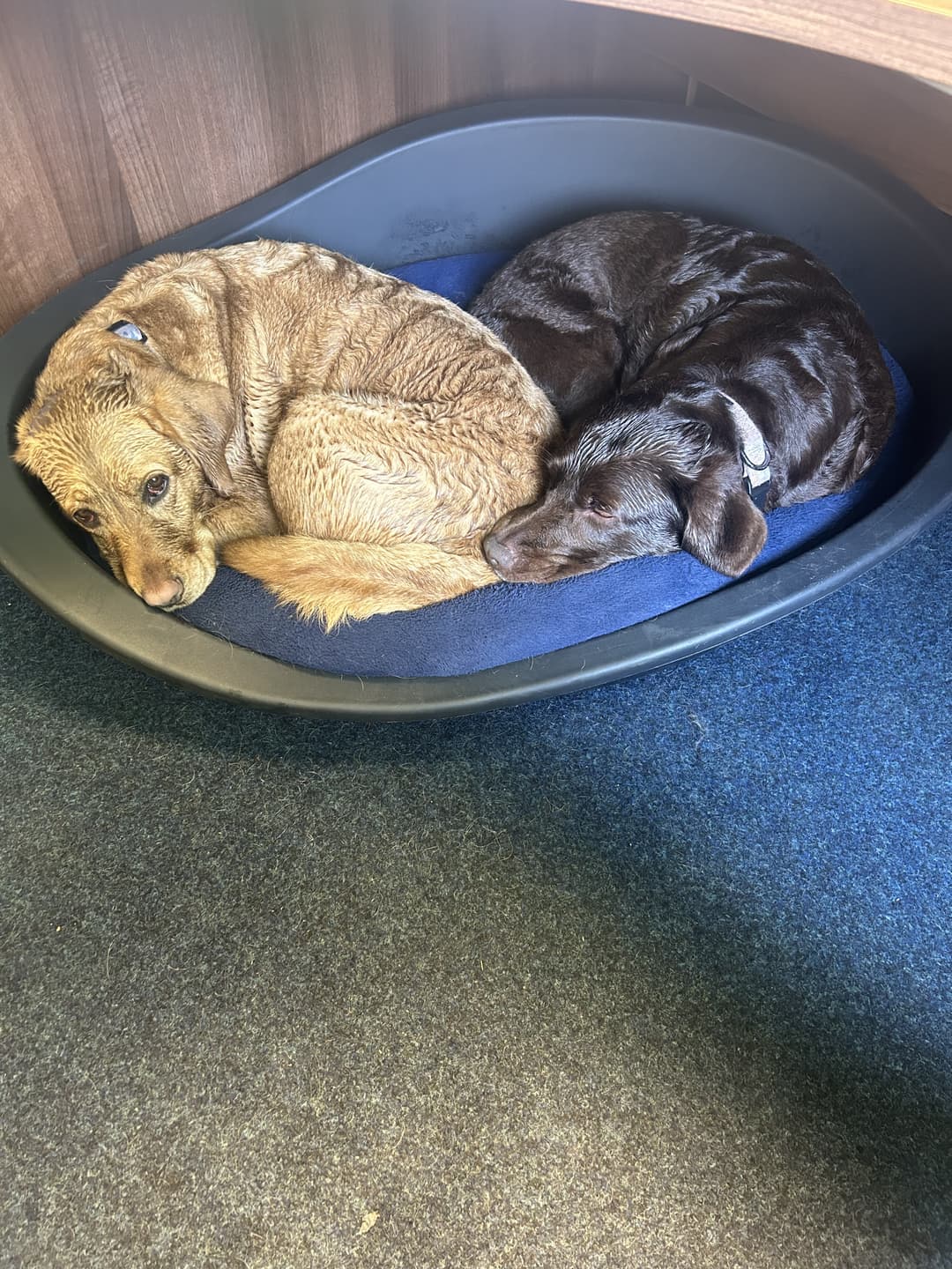 Happy Houndzzz dog 6