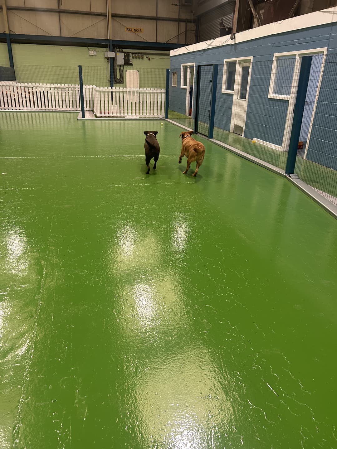 Happy Houndzzz dog 8