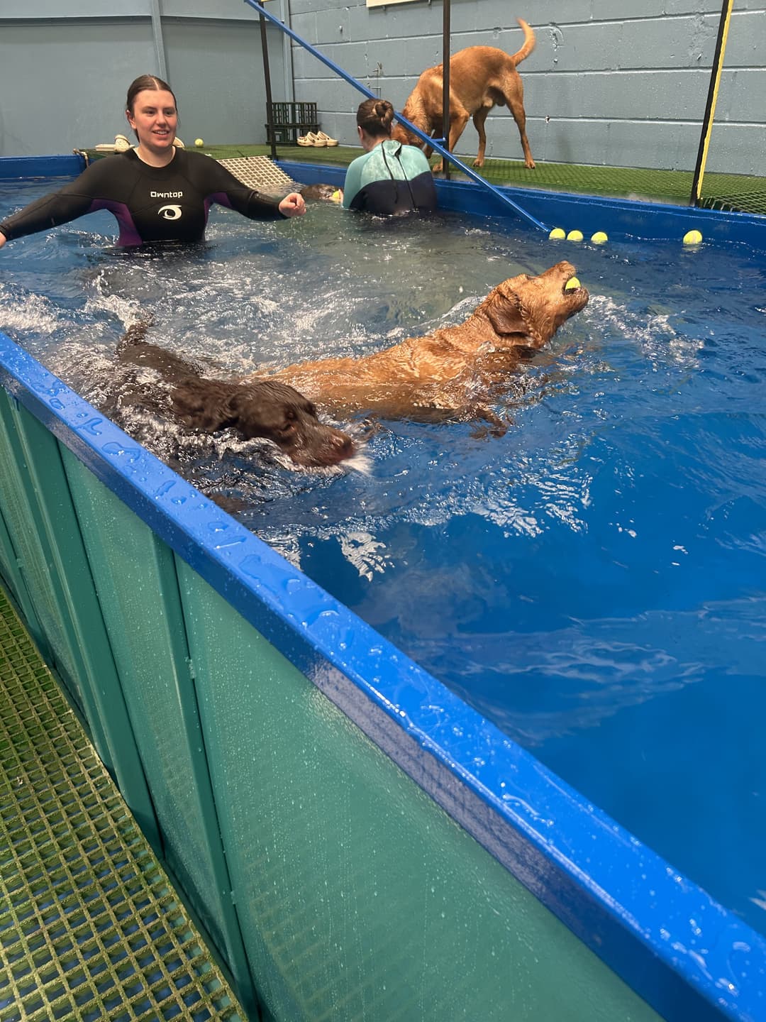 Happy Houndzzz dog 9