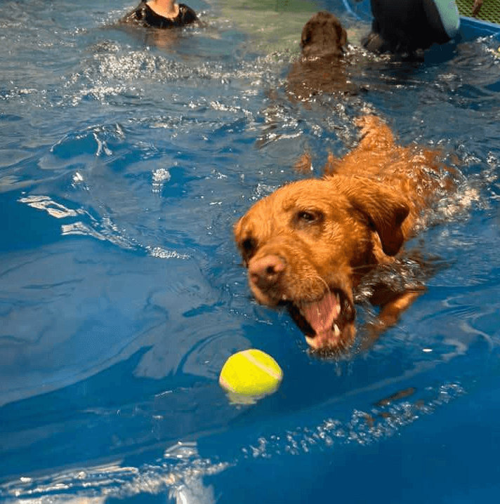 Doggy Swimming